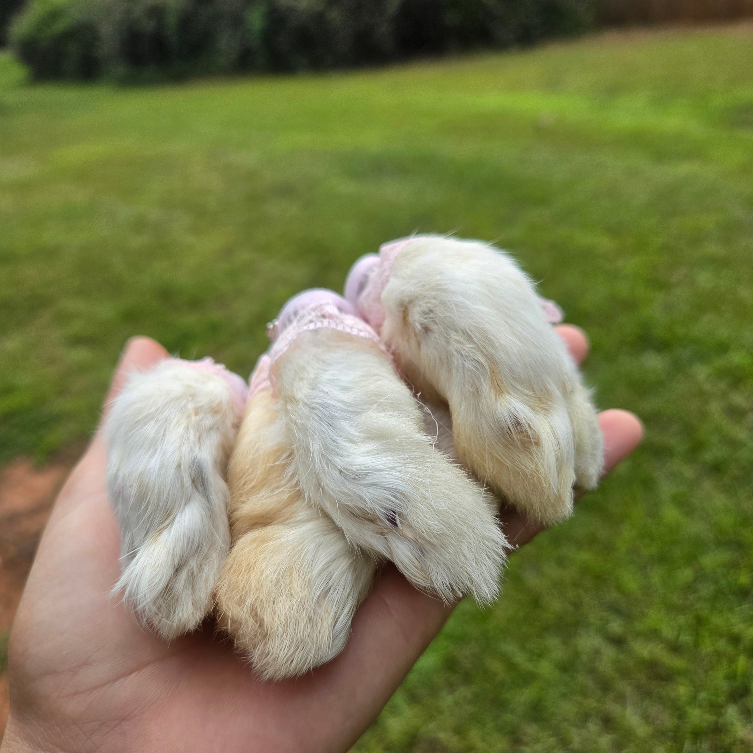 Pink Lace Mystery Bunny Foot
