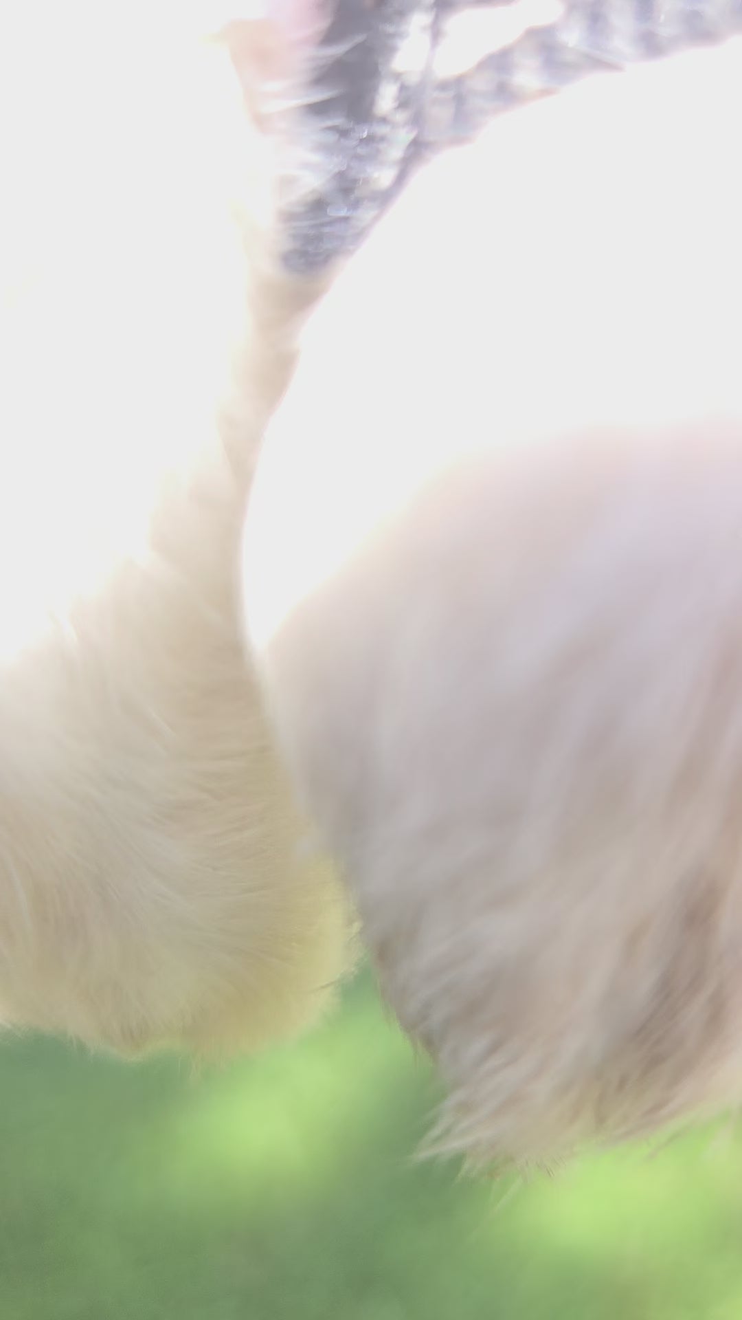 Pink Lace Mystery Bunny Foot
